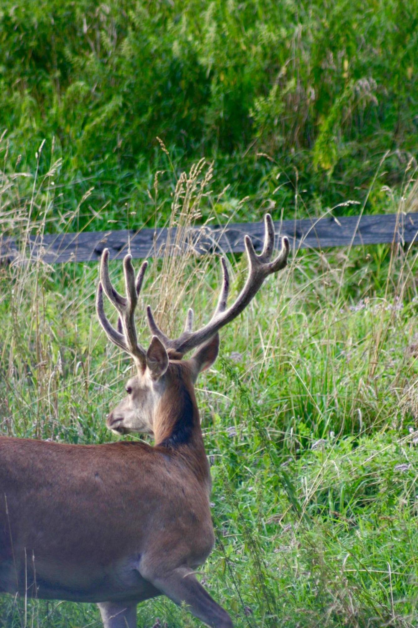 Brown Deer - Z Sauna Na Tarasie, Jacuzzi I Widokiem Na Gory - By Deer Hills Luxury Apartments Kocon Esterno foto