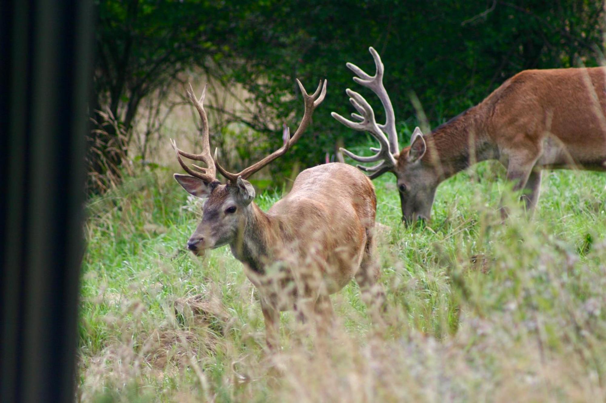 Brown Deer - Z Sauna Na Tarasie, Jacuzzi I Widokiem Na Gory - By Deer Hills Luxury Apartments Kocon Esterno foto