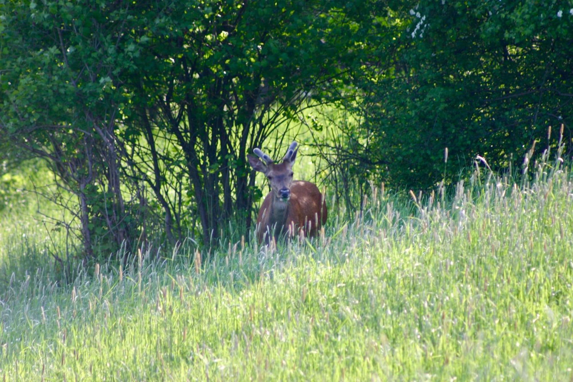 Brown Deer - Z Sauna Na Tarasie, Jacuzzi I Widokiem Na Gory - By Deer Hills Luxury Apartments Kocon Esterno foto